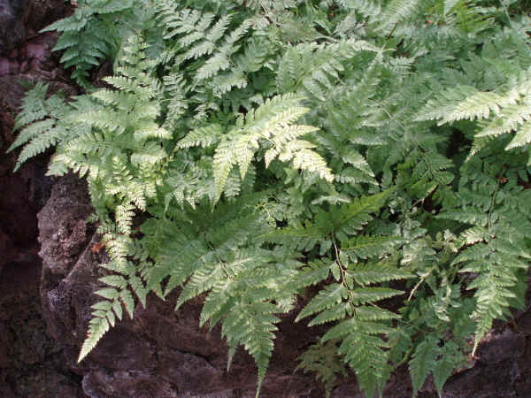 Davallia Mariesii