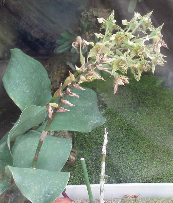 Dendrobium polysema