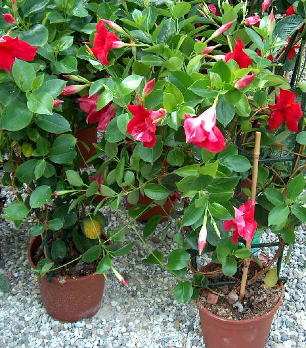 red dipladenia