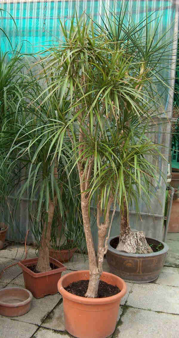 Piante da vaso: dracaena, dracena, dracaena deremensis, dracaena ... Tronchetto della felicità foglie gialle