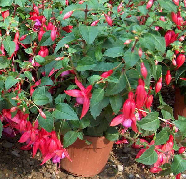 Piante da vaso: fuchsia, fuchsia cordifolia, fuchsia corymbiflora ... Muffa sulla terra vaso