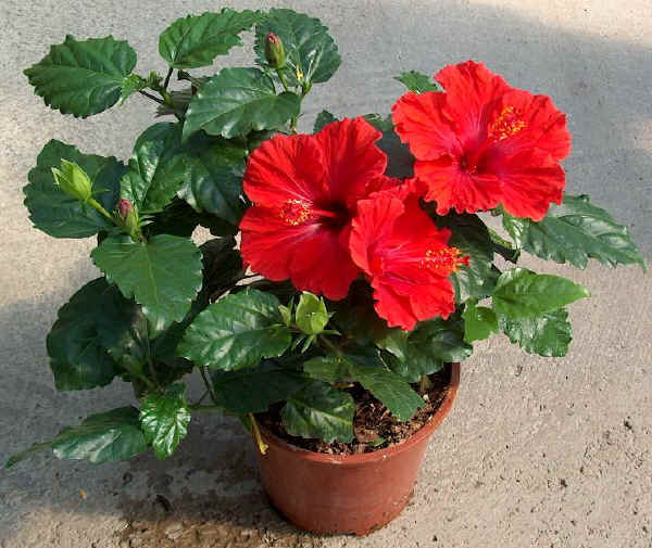 Hibiscus rosa-sinensis