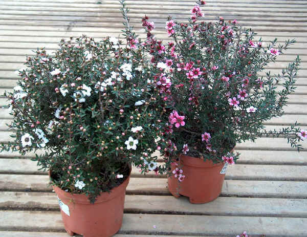 Leptospermum scoparium