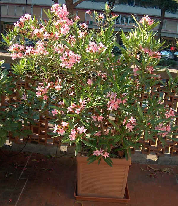 Nerium oleander - Oleandro