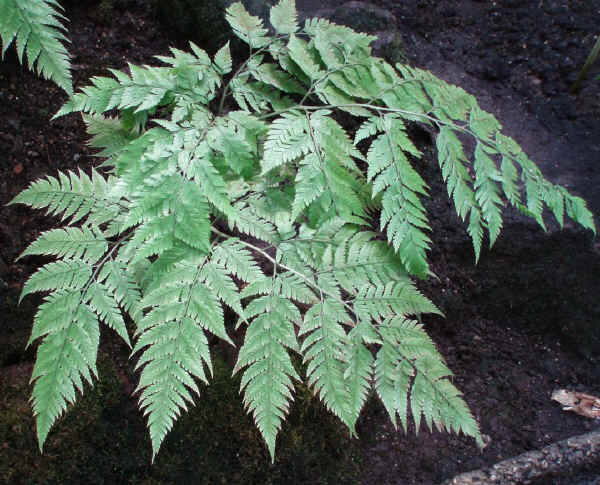 Polystichum webbianum