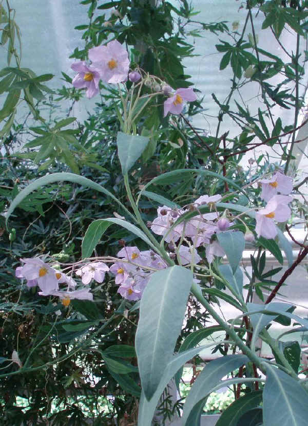 Solanum malacoxylon