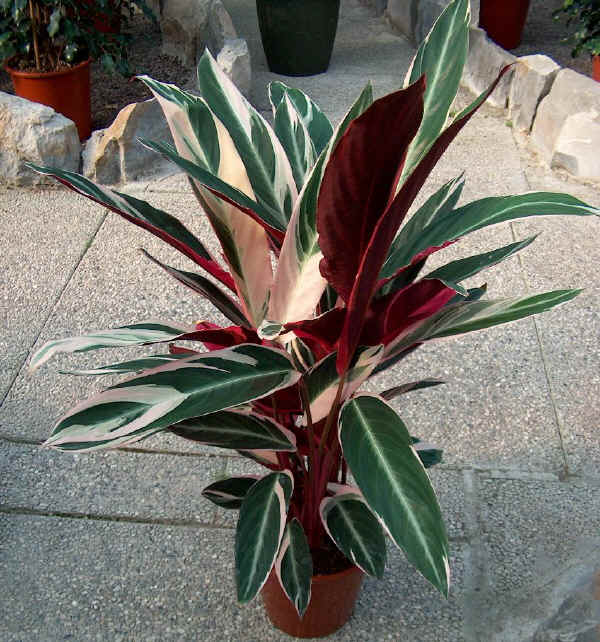 Piante da vaso: stromanthe, stromante, stromanthe jacquinii o s ... Calathea foglie secche