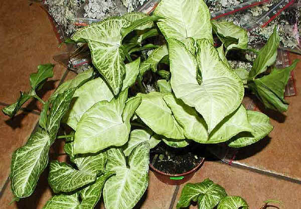 Syngonium podophyllum