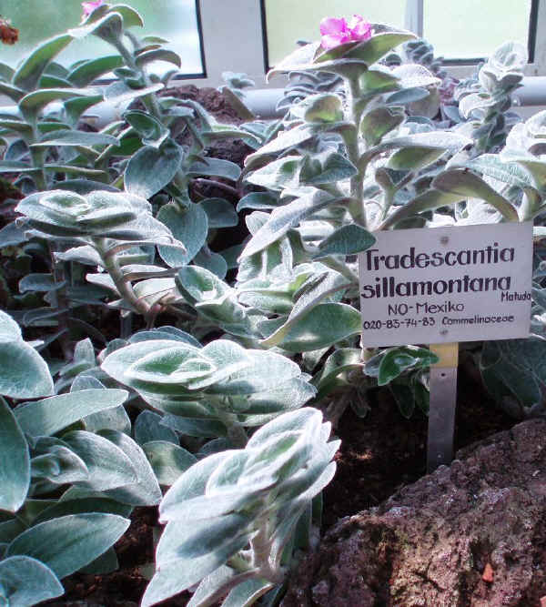 Tradescantia sillamontana