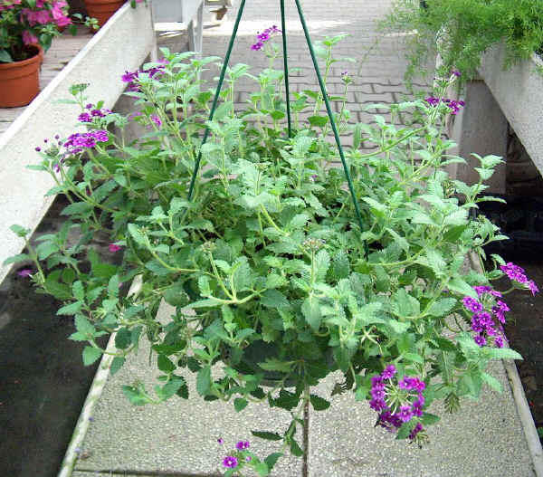 Piante da vaso: verbena, verbena bonariensis, verbena canadensis o v ... Piante e fiori da terrazzo