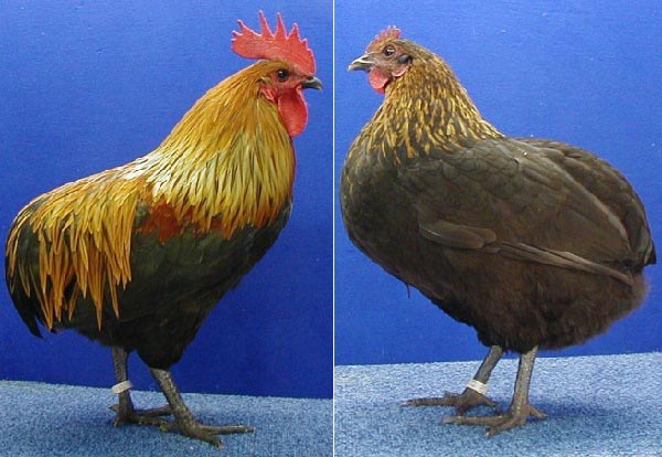 Gallo e gallina di razza Ardennese