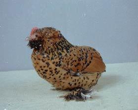 Gallina di razza Barbuta d'Evenberg porcellana