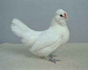 Gallina di razza Barbuta di Watermael bianca 