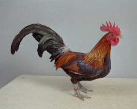 Gallo di razza Bassette