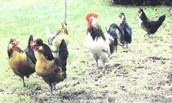 Gallo e gallina di razza Brabançonne