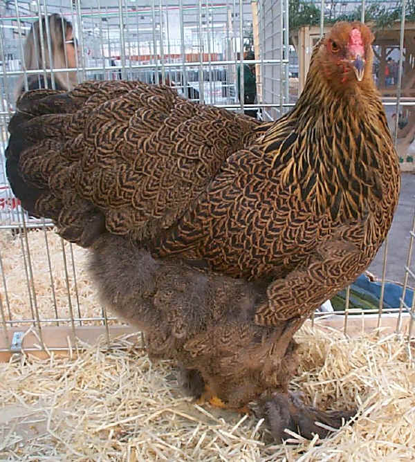 Gallina di razza Brahma perniciata a maglie nere 