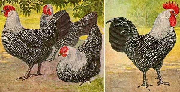 Gallo e galline di razza Campine barrata argentata