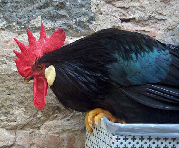 Testa di gallo di razza Livorno Nera 