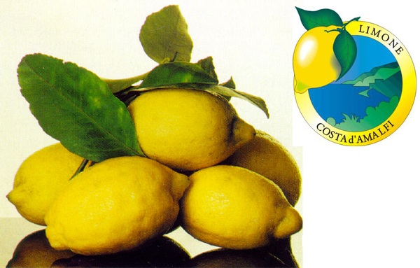 Limone Costa d'Amalfi IG