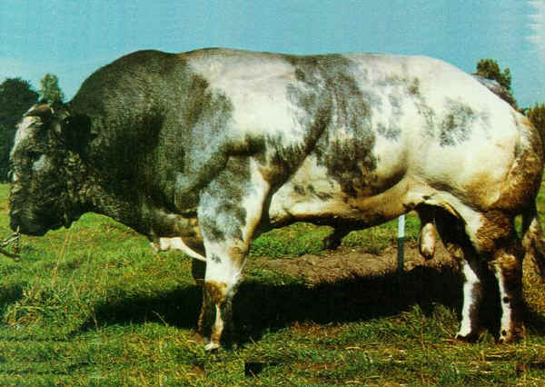 Toro di razza Blanc-Bleu Belga