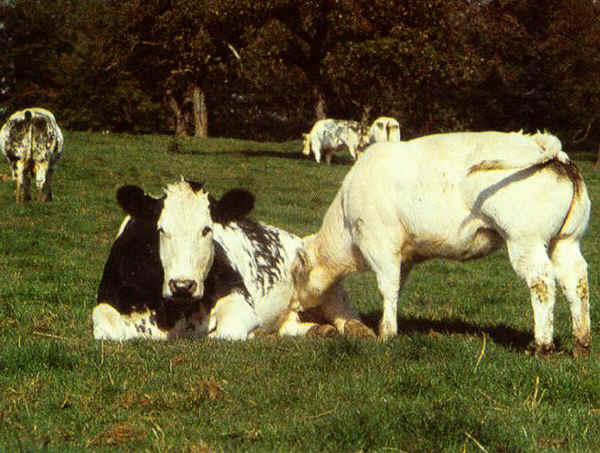 Vacca con vitello di razza Blanc-Bleu Belga