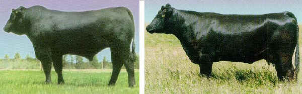 Toro e vacca di razza Chiangus