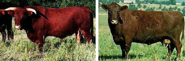 Toro e vacca di razza Devon