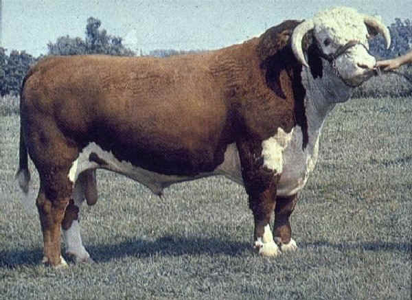 Toro di razza Hereford