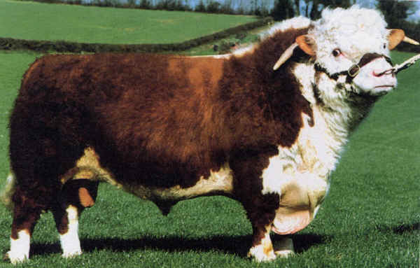 Toro di razza Hereford Tipo Inglese forma tradizionale