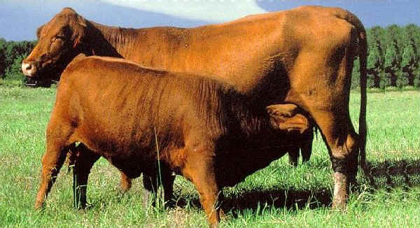 Vacca di razza Red Brangus