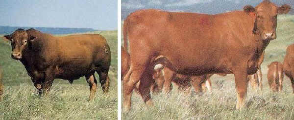 Toro e vacca di razza South Devon USA