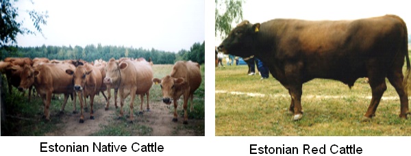Estonian Native - Estonian Red Cattle