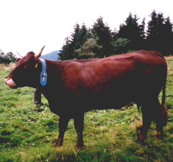 Vacca di razza Harzer Rotvieh