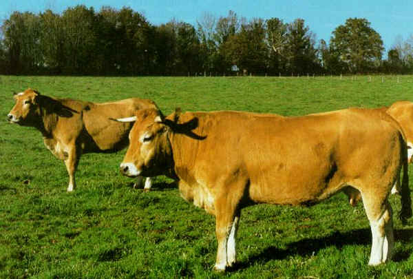 Vacca di razza Parthenaise