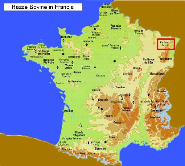 Zona di allevamento della razza Piè Rouge de l'Est in Francia