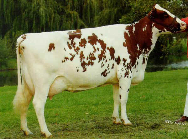 Vacca di razza Ayrshire