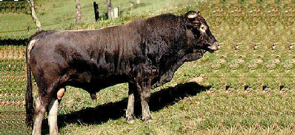 Toro di razza Aure et Saint-Giron (Casta)