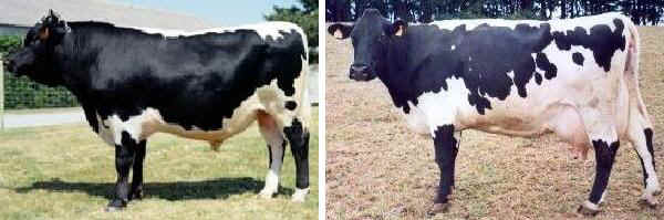 Toro e vacca di razza Bordelaise Beyrette