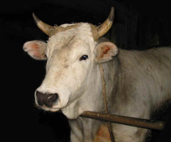 Toro di razza Calvana