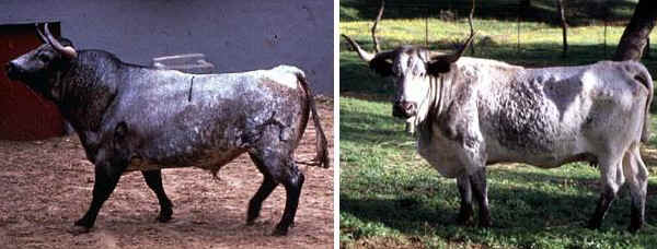 Toro e vacca di razza Cardena Andalusa
