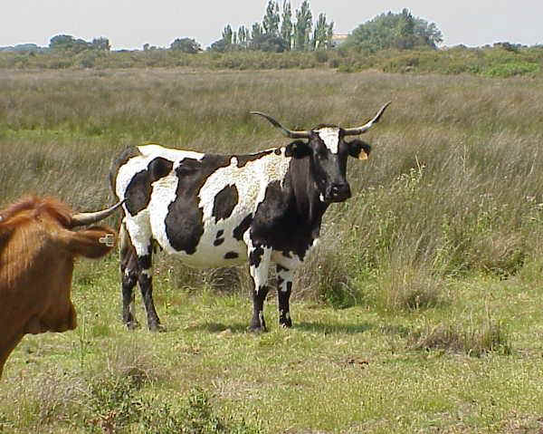 Vacca di razza Donana o Mostrenca Palunda