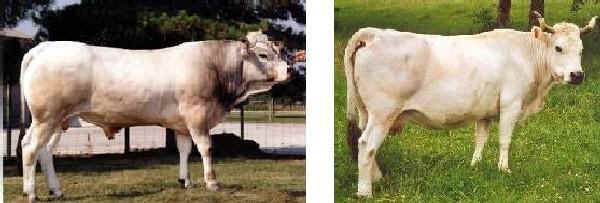Toro e vacca di razza Gasconne Aréolée (Mirandaise)