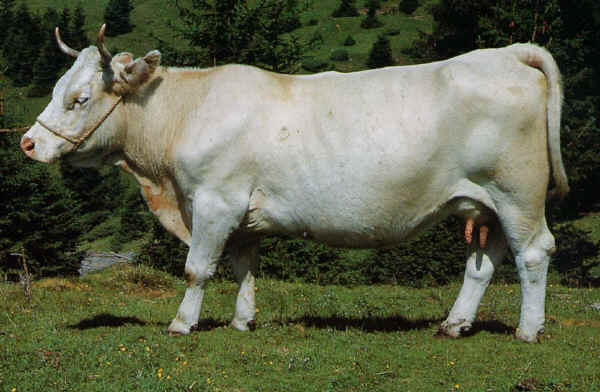 Vacca di razza Kärntner Blondvieh