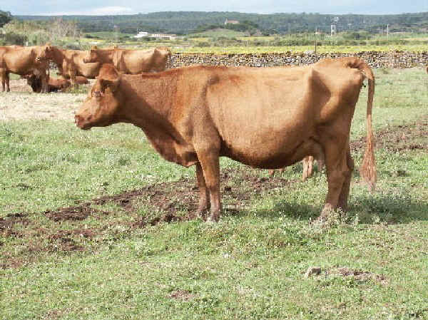 Vacca di razza Menorquina