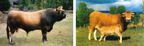 Toro e vacca di razza Mirandesa
