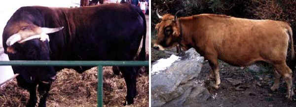 Toro e vacca di razza Pajuna