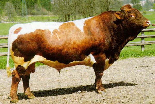 Toro di razza Pinzgauer