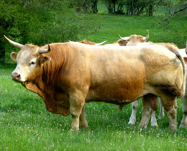 Toro e vacca di razza Pirenaica