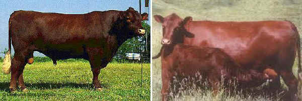 Toro e vacca di razza Red Poll