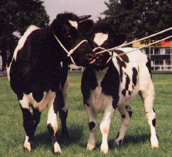 Vacca con vitello di razza Shetland pezzata nera 
